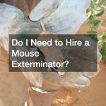 Do I Need to Hire a Mouse Exterminator?