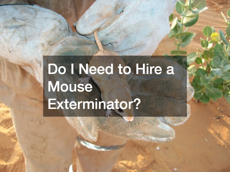 Do I Need to Hire a Mouse Exterminator?